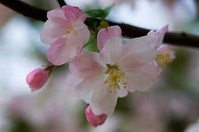 英伟达推送新显卡驱动 为《星空》提供优化支持